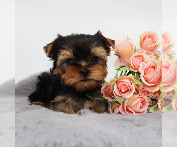 Medium Photo #2 Yorkshire Terrier Puppy For Sale in LOS ANGELES, CA, USA