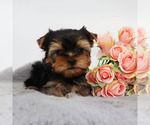Small #1 Yorkshire Terrier