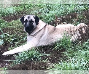 Father of the Kangal Dog puppies born on 09/13/2025