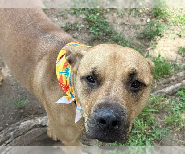 Medium Photo #2 Mutt Puppy For Sale in Tulsa, OK, USA
