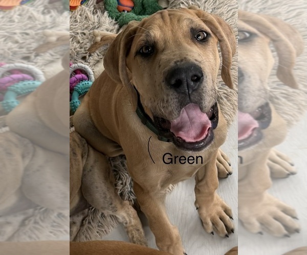 Medium Photo #1 Great Dane Puppy For Sale in GALLOWAY, OH, USA