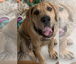 Medium Great Dane
