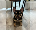 Small #2 French Bulldog