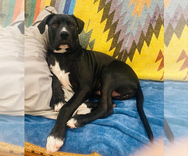 Medium Photo #2 Boxer Puppy For Sale in FRAMINGHAM, MA, USA
