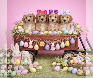 Goldendoodle Puppy for sale in HESPERIA, CA, USA