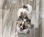 Small #2 Border Collie-Pomeranian Mix