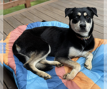 Small #1 Labrador Retriever Mix