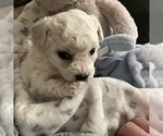 Small Photo #2 Bichon Frise Puppy For Sale in SUGAR LAND, TX, USA