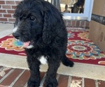 Small Photo #4 Bernedoodle Puppy For Sale in ADVANCE, NC, USA