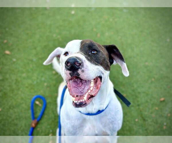 Medium Photo #1 American Bulldog-Treeing Walker Coonhound Mix Puppy For Sale in Orlando, FL, USA