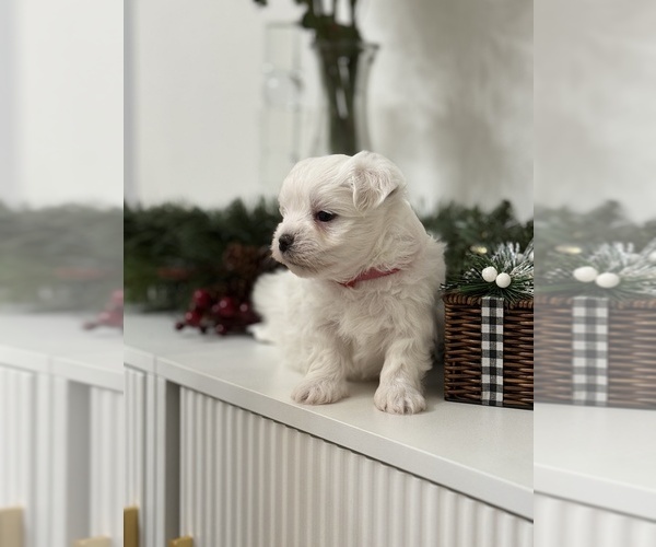 Medium Photo #4 Maltese Puppy For Sale in CITRUS HEIGHTS, CA, USA