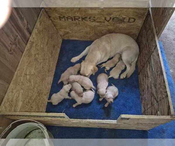 Medium Photo #4 Labrador Retriever Puppy For Sale in GAFFNEY, SC, USA