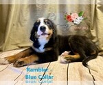 Small Photo #18 Bernese Mountain Dog Puppy For Sale in CLINTON, MO, USA