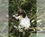 Small Photo #2 German Shorthaired Pointer Puppy For Sale in MOUNT PLYMOUTH, FL, USA