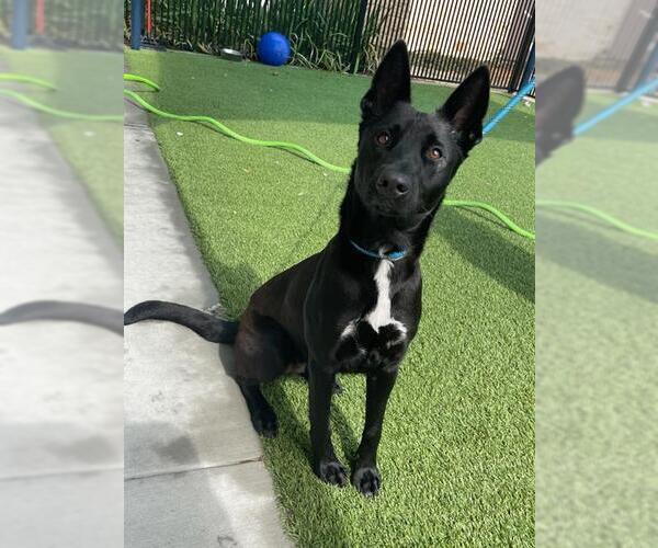 Medium Photo #1 German Shepherd Dog-Unknown Mix Puppy For Sale in Baytown, TX, USA