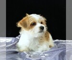 Small #3 Morkie