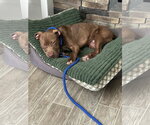 Small #1 Mutt