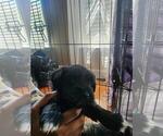 Small Schnauzer (Miniature)