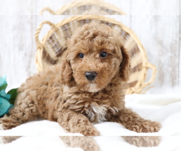 Medium Photo #1 Poodle (Miniature) Puppy For Sale in SHILOH, OH, USA