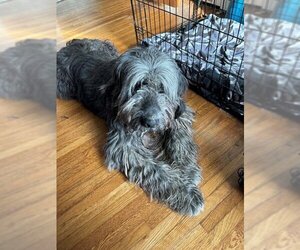 Bouvier Des Flandres-Unknown Mix Dogs for adoption in Charlotte, NC, USA