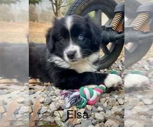 Medium Miniature Australian Shepherd