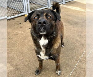 German Shepherd Dog-Unknown Mix Dogs for adoption in Aurora, IL, USA