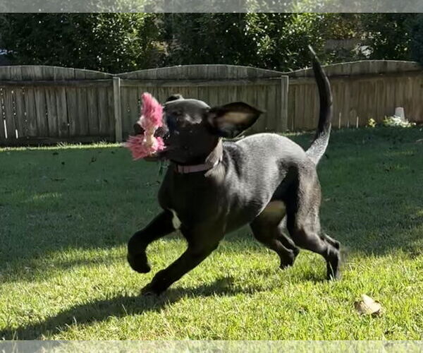 Medium Photo #2 Labrador Retriever-Unknown Mix Puppy For Sale in Holly Springs, NC, USA