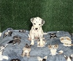 Puppy Droggo Dalmatian
