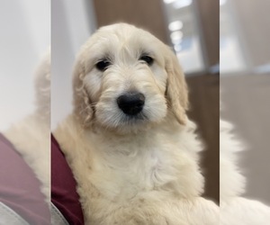 Goldendoodle Puppy for sale in EUSTACE, TX, USA
