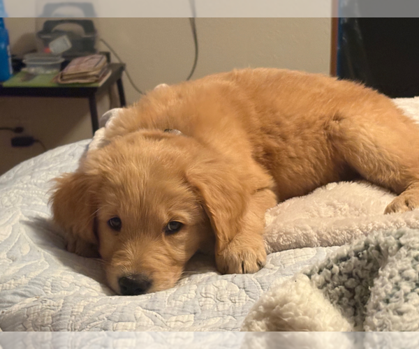 Medium Photo #1 Golden Retriever Puppy For Sale in GARDEN VALLEY, CA, USA