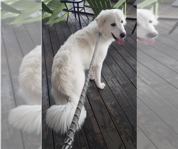 Medium Photo #39 Great Pyrenees Puppy For Sale in Houston, TX, USA
