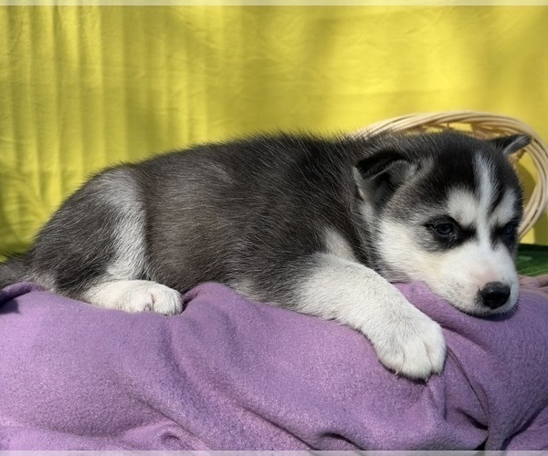 Medium Photo #14 Siberian Husky Puppy For Sale in DEARBORN, MO, USA