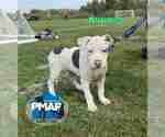 Small American Pit Bull Terrier Mix