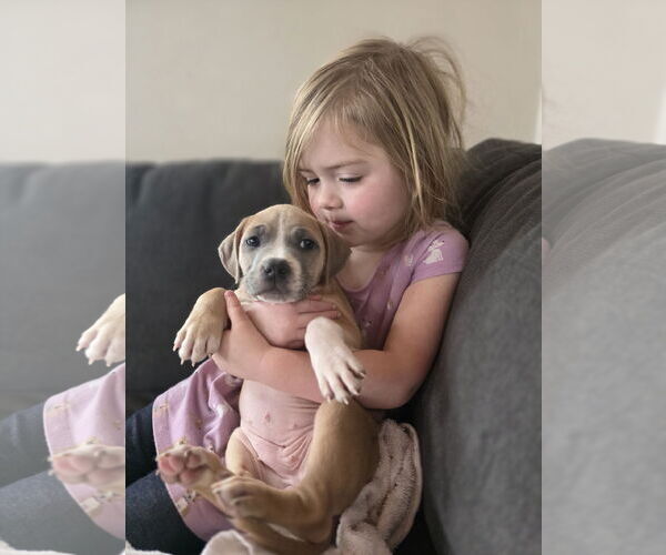 Medium Photo #1 American Pit Bull Terrier-Unknown Mix Puppy For Sale in New London, WI, USA