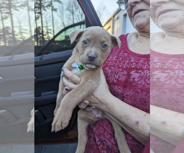 Medium Photo #5 Boxer Puppy For Sale in Holly Springs, NC, USA