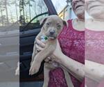 Small #4 Boxer