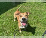 Small #2 Labrador Retriever Mix