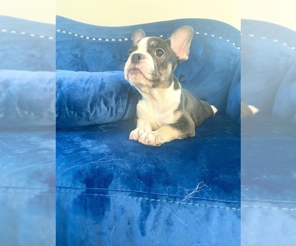 Medium Photo #89 French Bulldog Puppy For Sale in CHARLOTTE, NC, USA