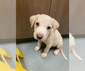 Labrador Retriever-Unknown Mix Dogs for adoption in Baytown, TX, USA
