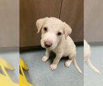 Small Labrador Retriever Mix