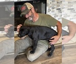 Small Photo #59 Rotticorso Puppy For Sale in REEVESVILLE, SC, USA