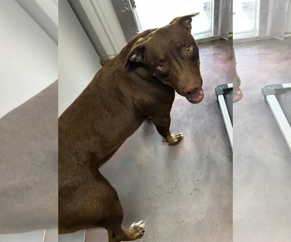 Medium Photo #2 American Staffordshire Terrier-Chesapeake Bay Retriever Mix Puppy For Sale in Corning, AR, USA