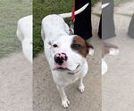Small American Pit Bull Terrier Mix