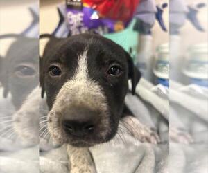 American Pit Bull Terrier-Unknown Mix Dogs for adoption in Sacramento, CA, USA