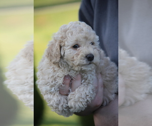 Poodle (Miniature) Puppy for sale in BEACH CITY, OH, USA