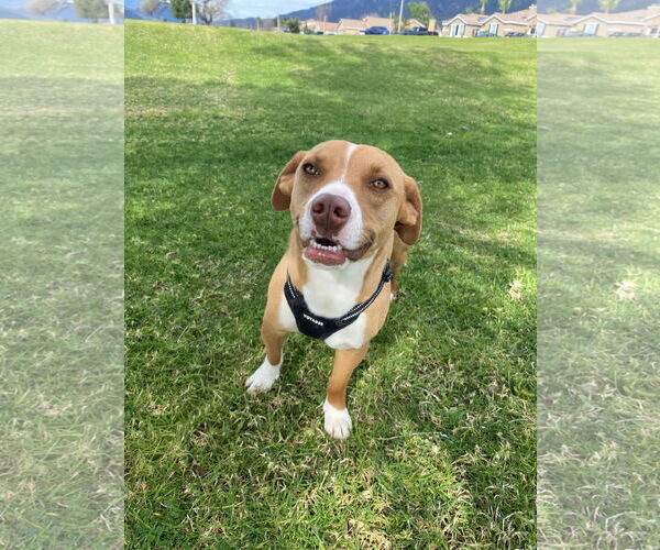 Medium Photo #1 Dachshund-Staffordshire Bull Terrier Mix Puppy For Sale in La Verne, CA, USA