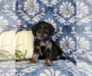 Miniature Labradoodle Puppy for sale in QUARRYVILLE, PA, USA