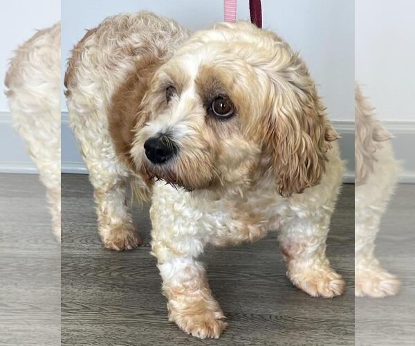 Medium Photo #2 Cavachon Puppy For Sale in Westminster, MD, USA