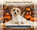 Image preview for Ad Listing. Nickname: Gizmo