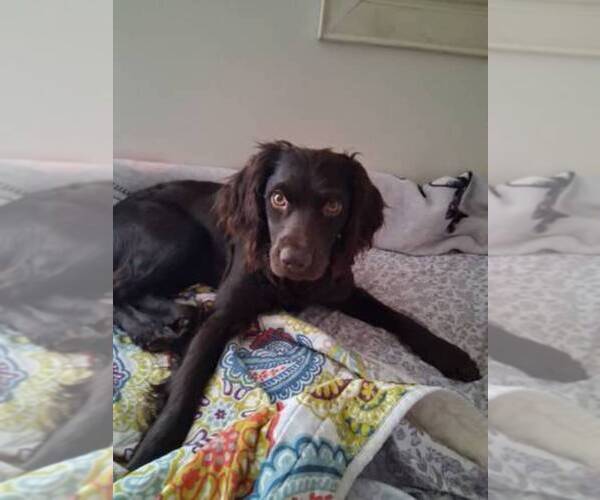 Medium Photo #1 Boykin Spaniel Puppy For Sale in WINSTON SALEM, NC, USA